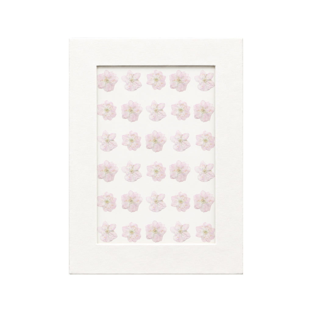 30 pressed Flowering Almond pieces in their natural botanical colors beneath translucent tracing paper