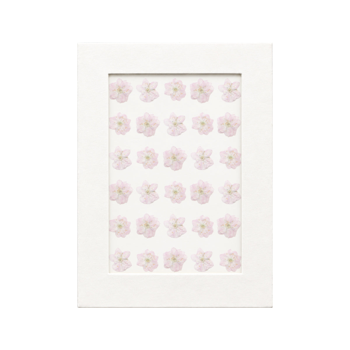 30 pressed Flowering Almond pieces in their natural botanical colors beneath translucent tracing paper