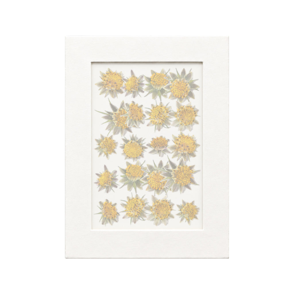 20 pressed Cosmos Flower Centers pieces in their natural botanical colors beneath translucent tracing paper