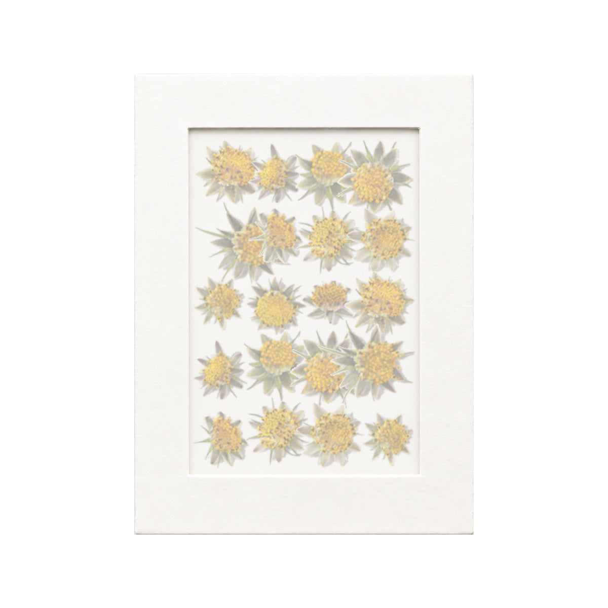 20 pressed Cosmos Flower Centers pieces in their natural botanical colors beneath translucent tracing paper