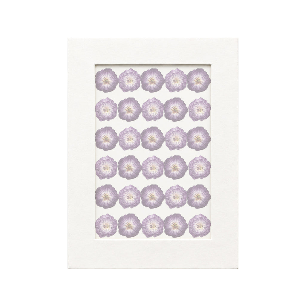 30 pressed Rose pieces in their natural botanical colors beneath translucent tracing paper