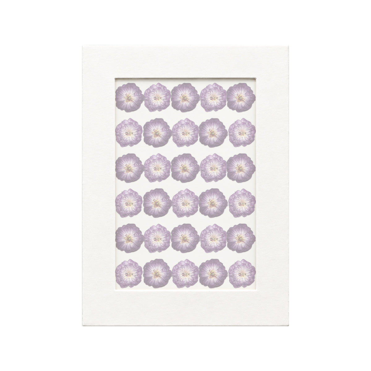30 pressed Rose pieces in their natural botanical colors beneath translucent tracing paper