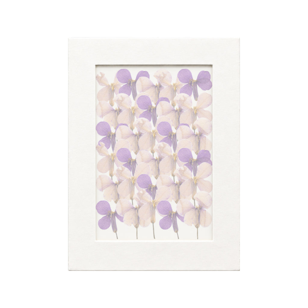 30 pressed Chinese Violet pieces in their natural botanical colors beneath translucent tracing paper