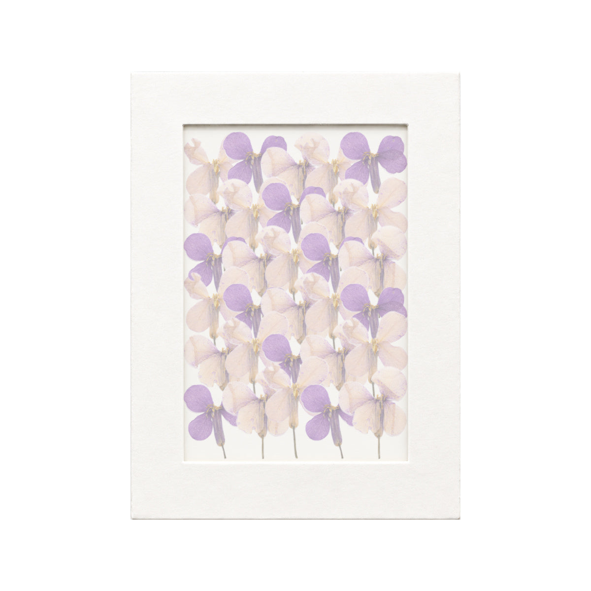 30 pressed Chinese Violet pieces in their natural botanical colors beneath translucent tracing paper