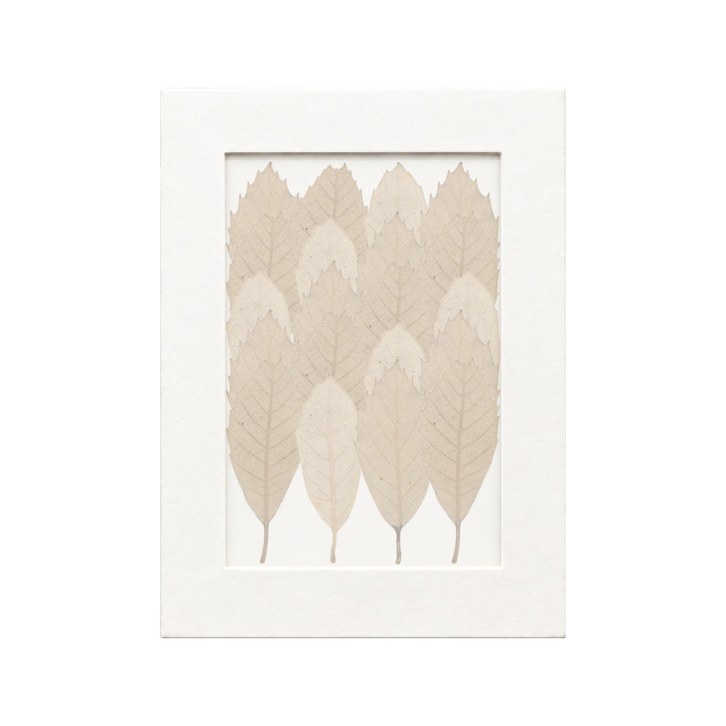 20 pressed Chestnut Leaves pieces beneath translucent tracing paper