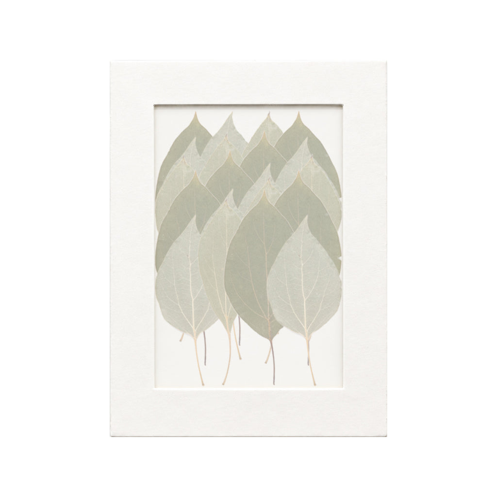 20 pressed Camphor Leaves pieces beneath translucent tracing paper