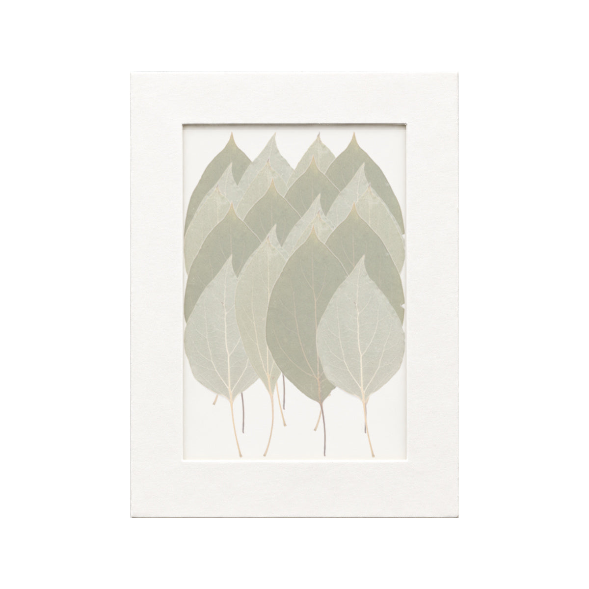 20 pressed Camphor Leaves pieces beneath translucent tracing paper