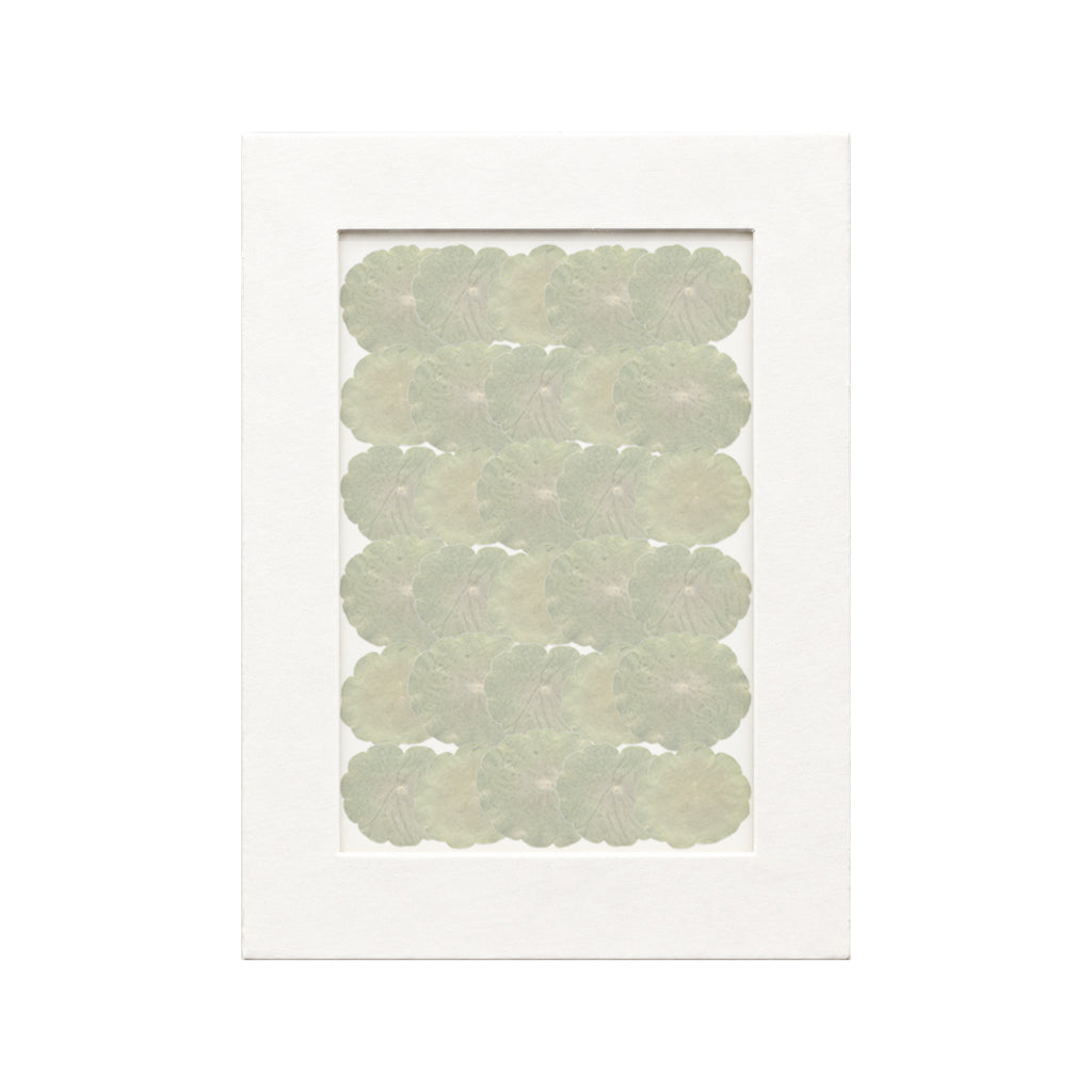 30 pressed Pennywort Leaves pieces beneath translucent tracing paper