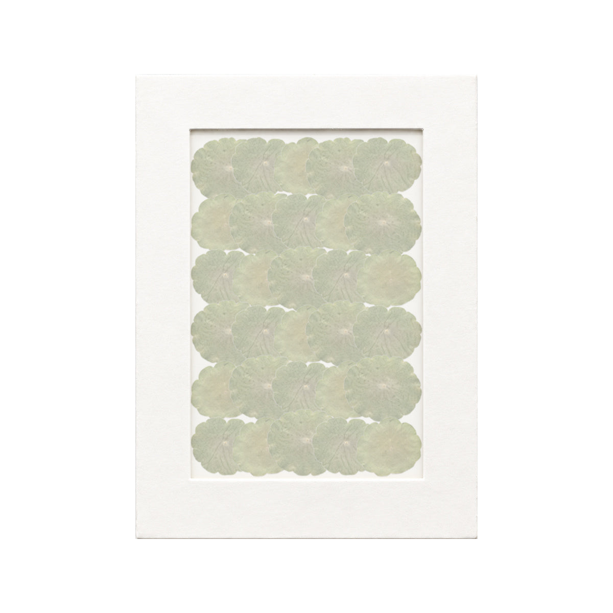 30 pressed Pennywort Leaves pieces beneath translucent tracing paper