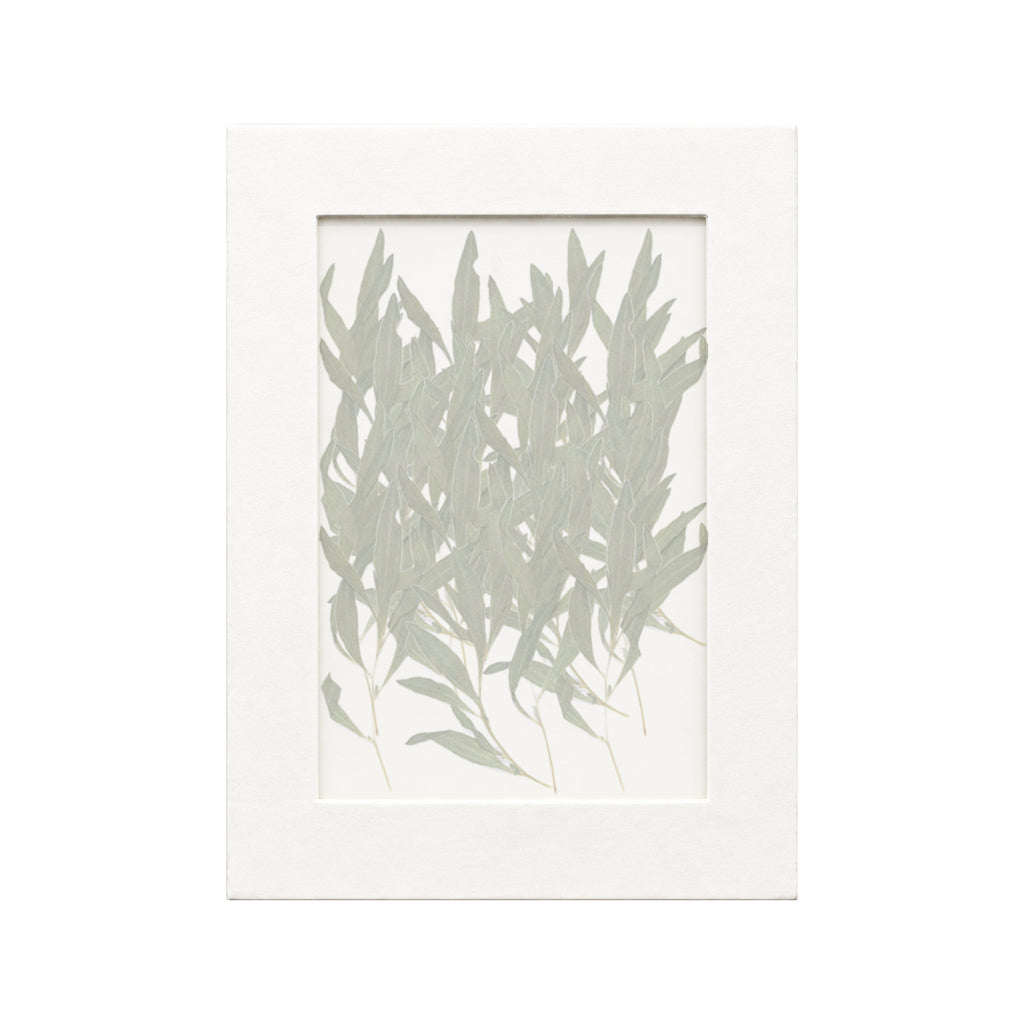 20 pressed Kochia pieces beneath translucent tracing paper