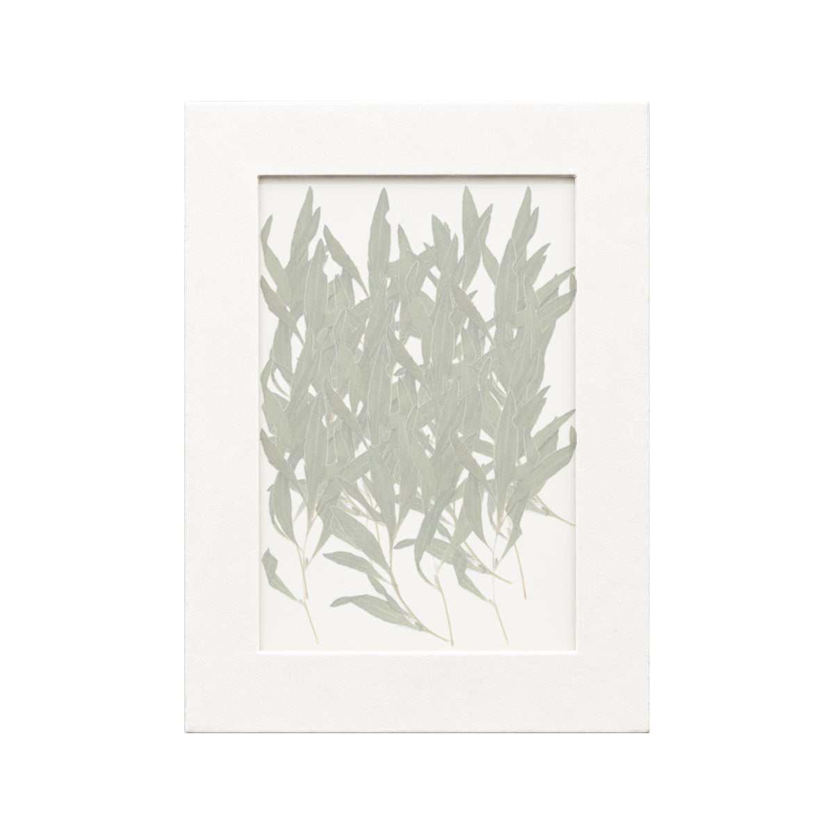 20 pressed Kochia pieces beneath translucent tracing paper