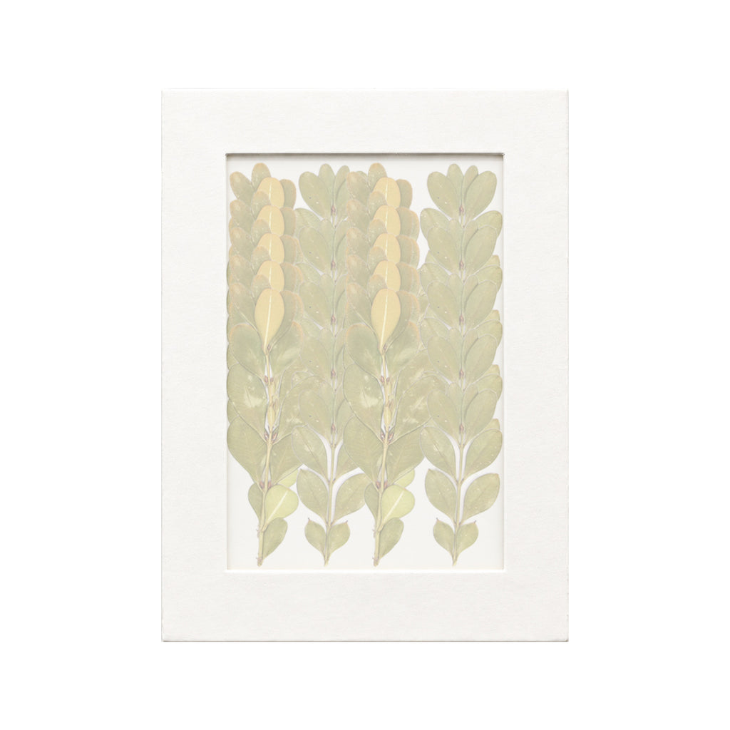 20 pressed Boxwood pieces beneath translucent tracing paper