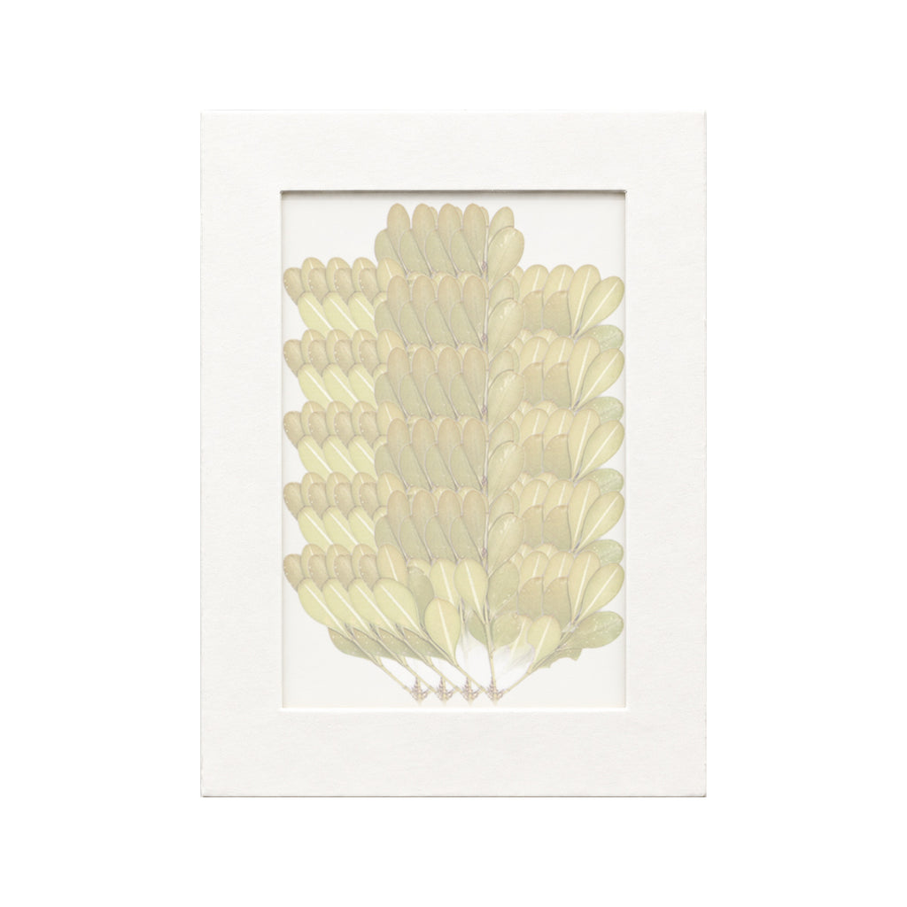 20 pressed Boxwood pieces beneath translucent tracing paper