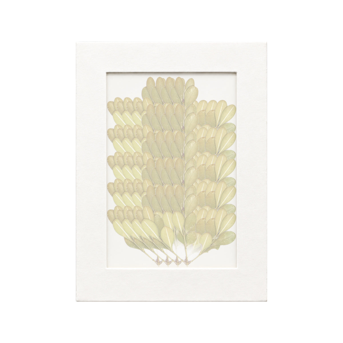 20 pressed Boxwood pieces beneath translucent tracing paper