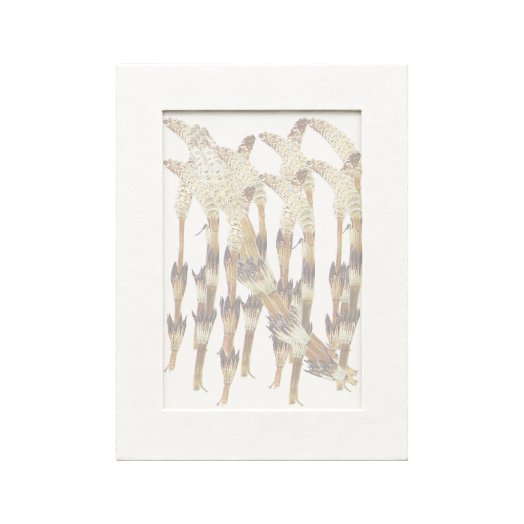 20 pressed Horsetail pieces beneath translucent tracing paper