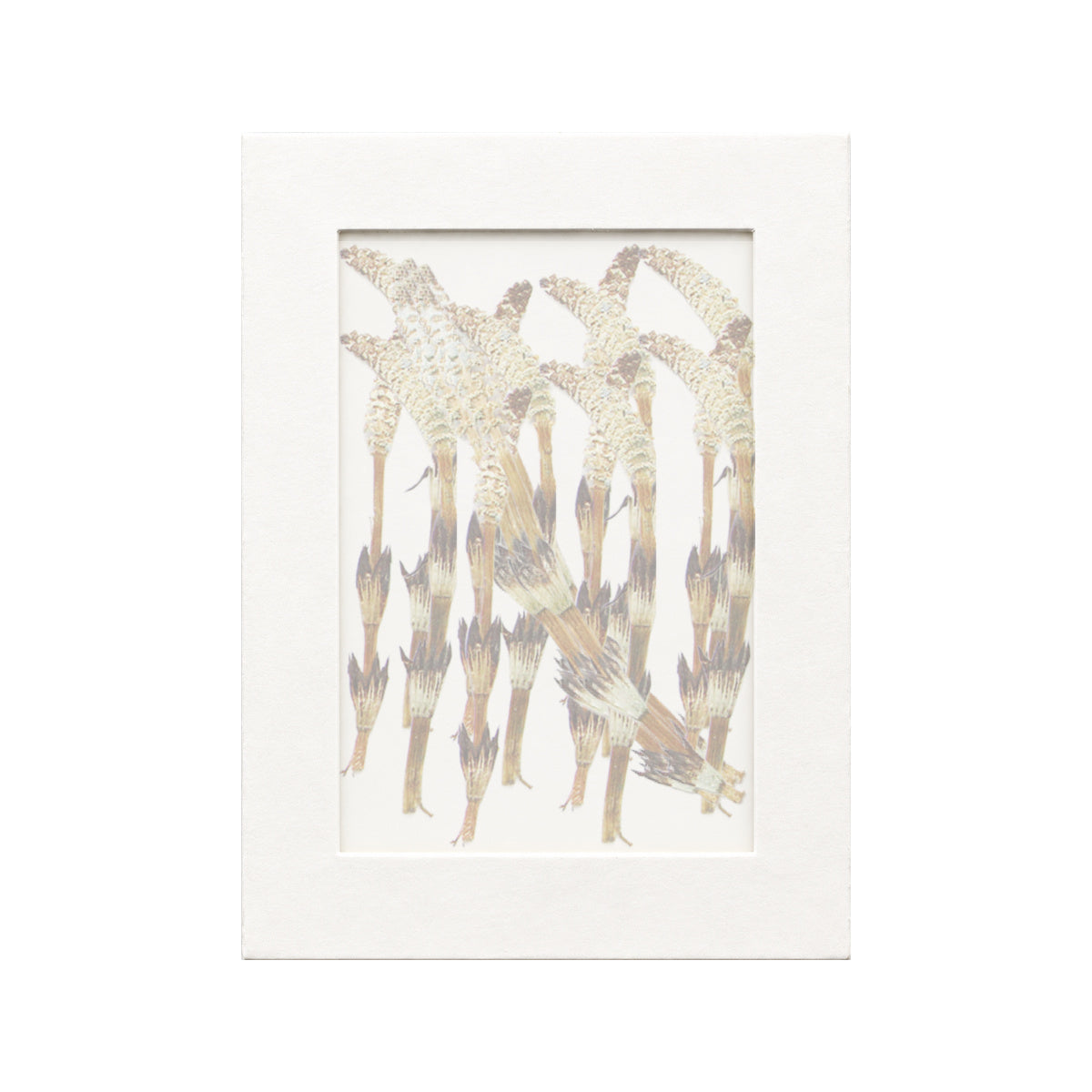 20 pressed Horsetail pieces beneath translucent tracing paper