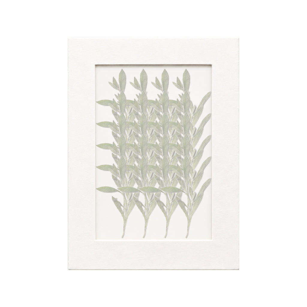 20 pressed Sweet Alyssum pieces beneath translucent tracing paper