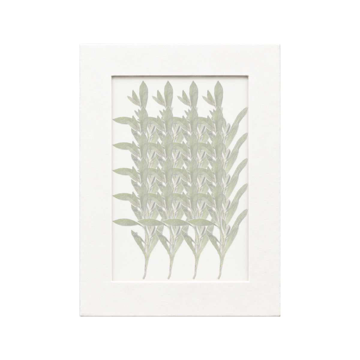 20 pressed Sweet Alyssum pieces beneath translucent tracing paper