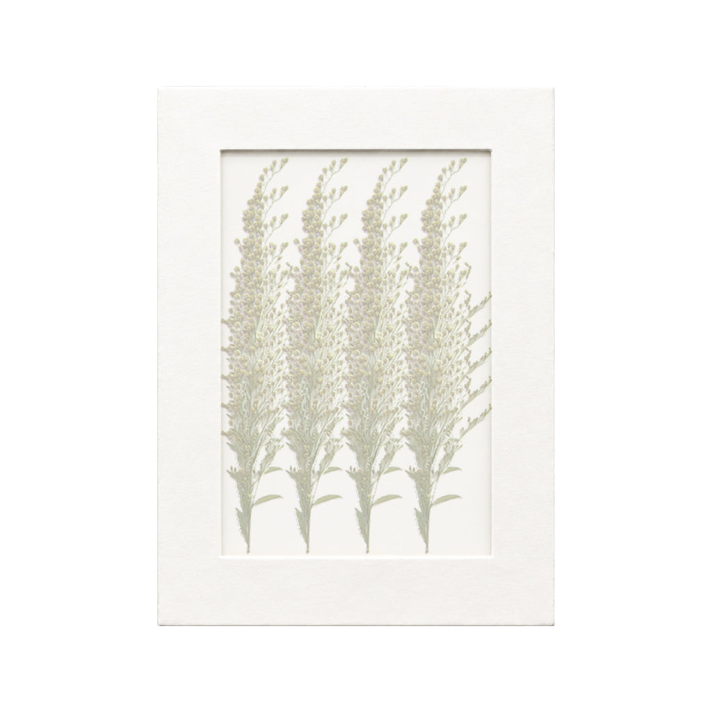 20 pressed Goldenrod with Stems pieces beneath translucent tracing paper