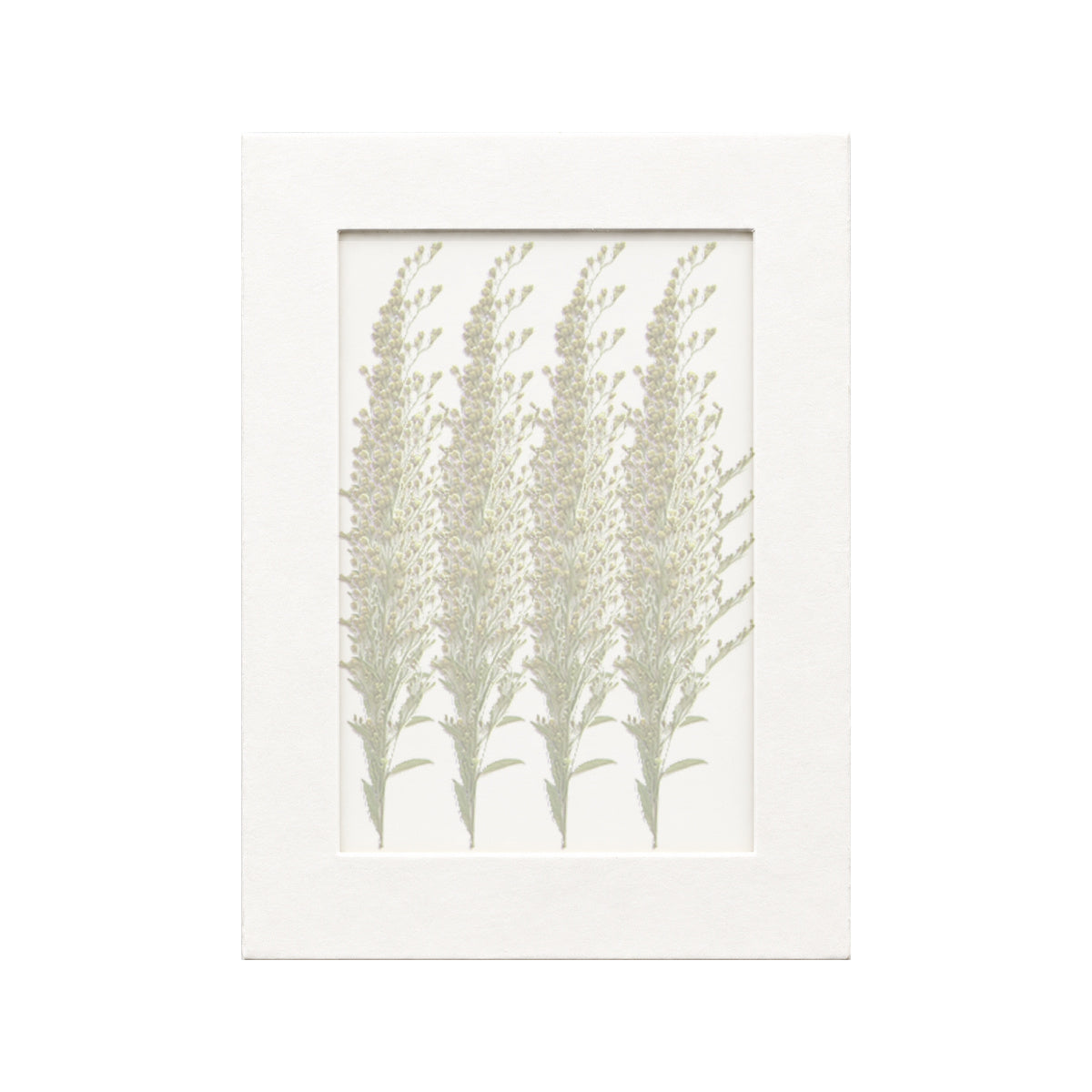 20 pressed Goldenrod with Stems pieces beneath translucent tracing paper