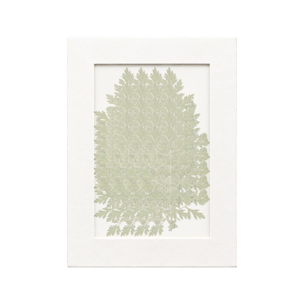 20 pressed Ammi Leaves pieces beneath translucent tracing paper