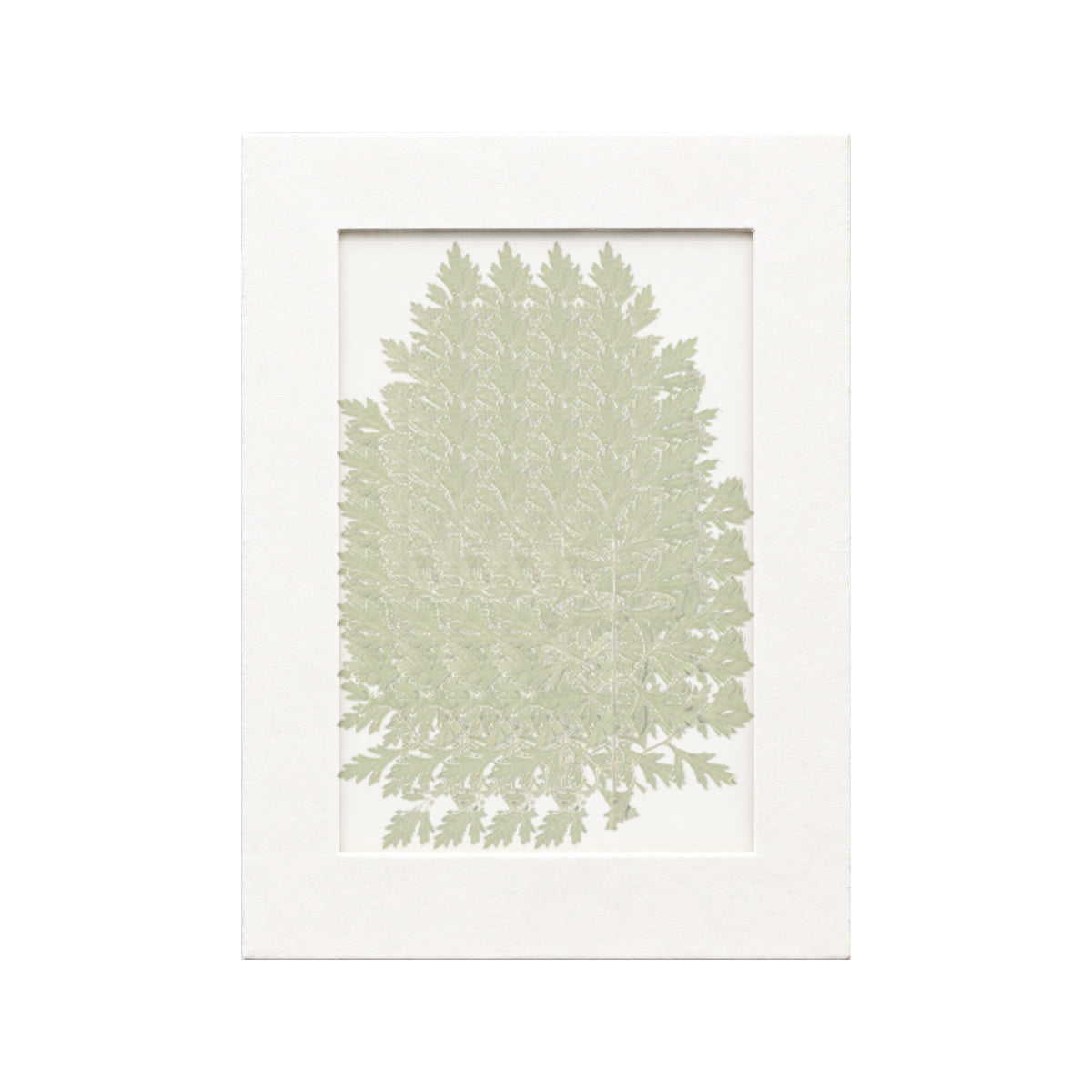 20 pressed Ammi Leaves pieces beneath translucent tracing paper