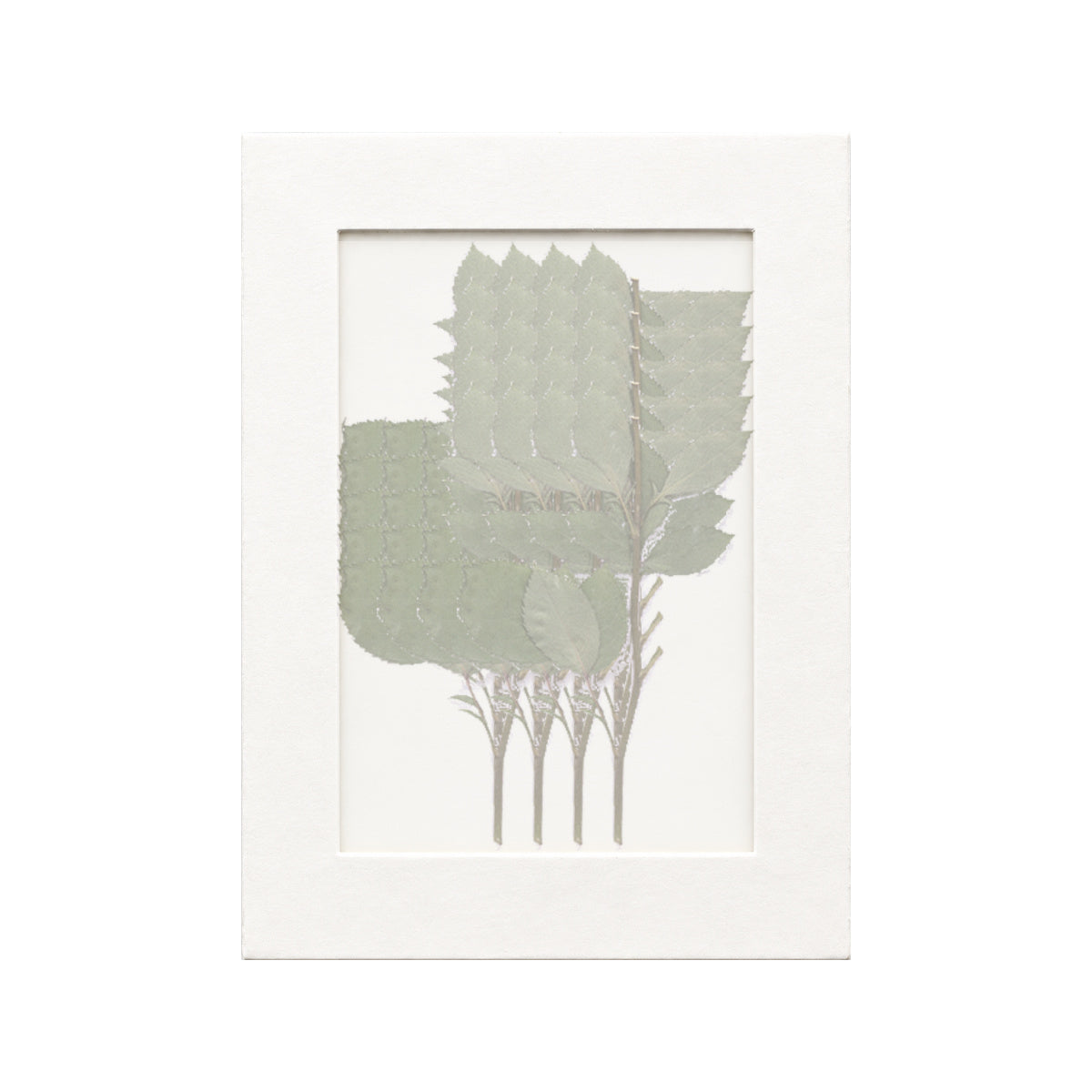 20 pressed Rose pieces beneath translucent tracing paper