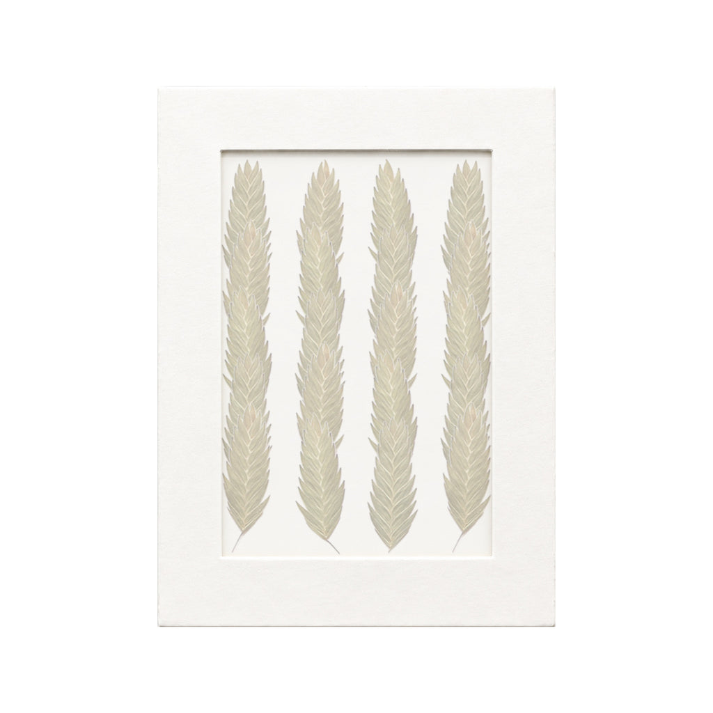 20 pressed Sea Oats Seedheads pieces beneath translucent tracing paper