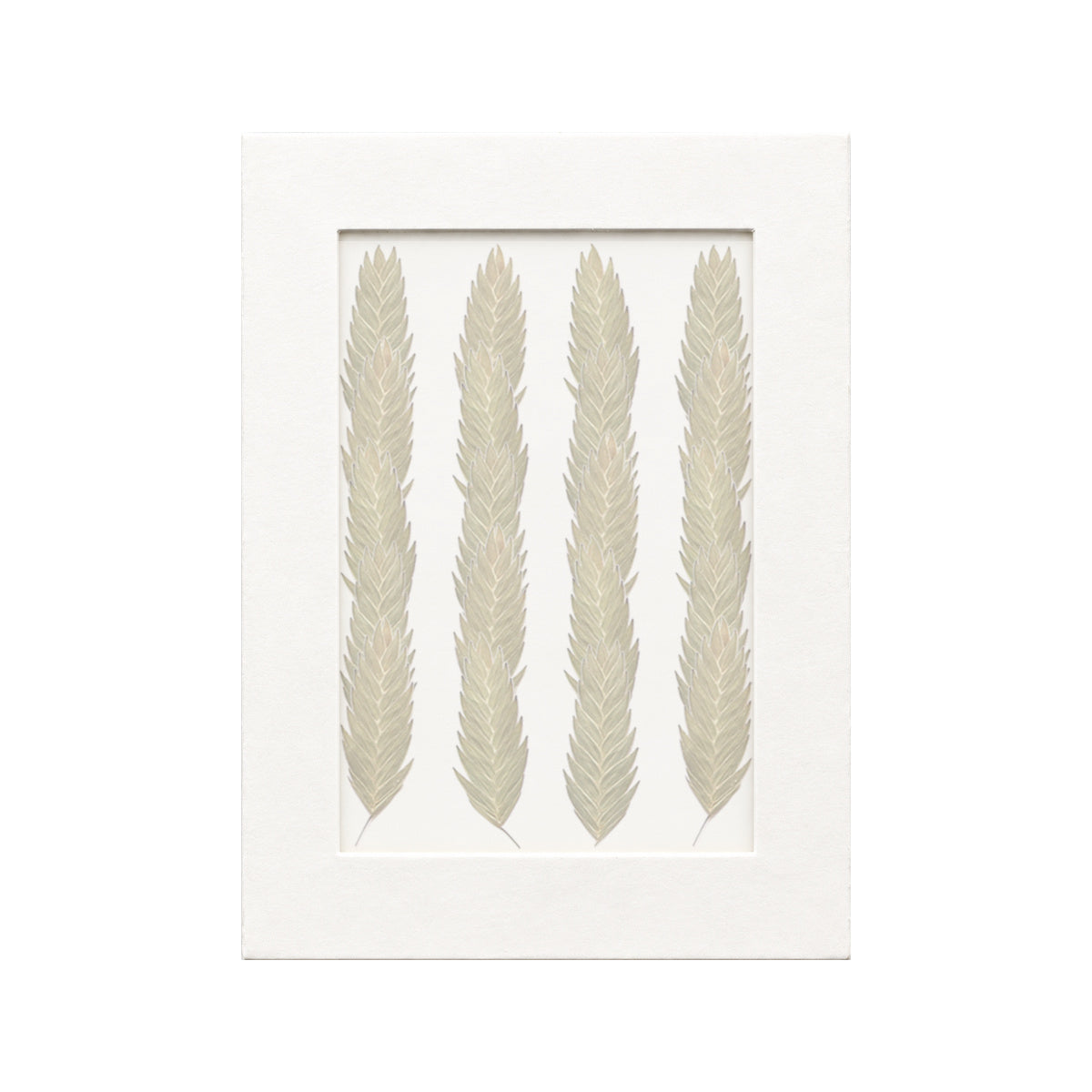 20 pressed Sea Oats Seedheads pieces beneath translucent tracing paper