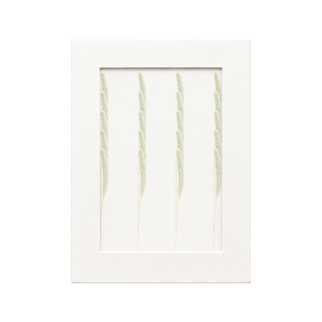 20 pressed Foxtail Grass pieces beneath translucent tracing paper