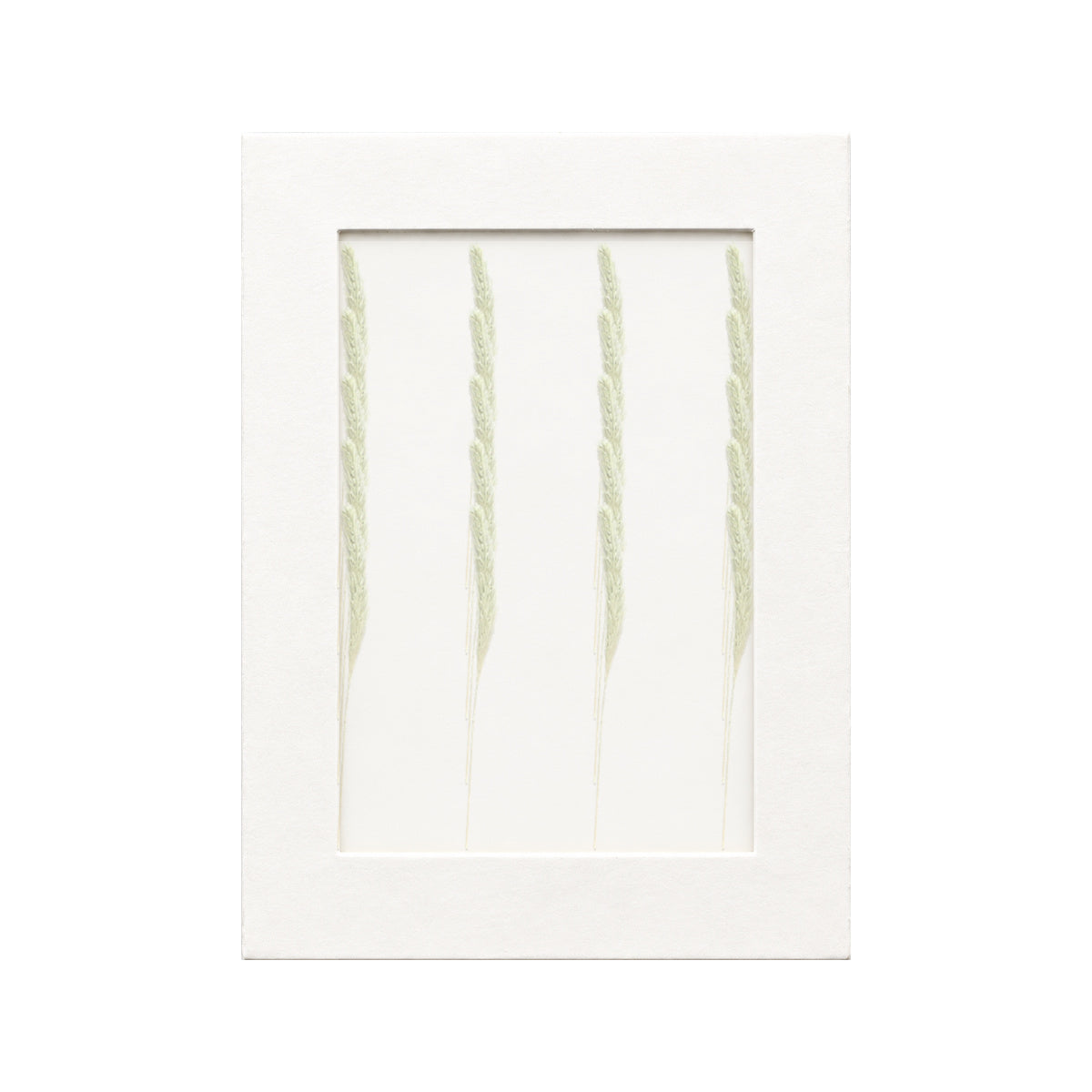 20 pressed Foxtail Grass pieces beneath translucent tracing paper