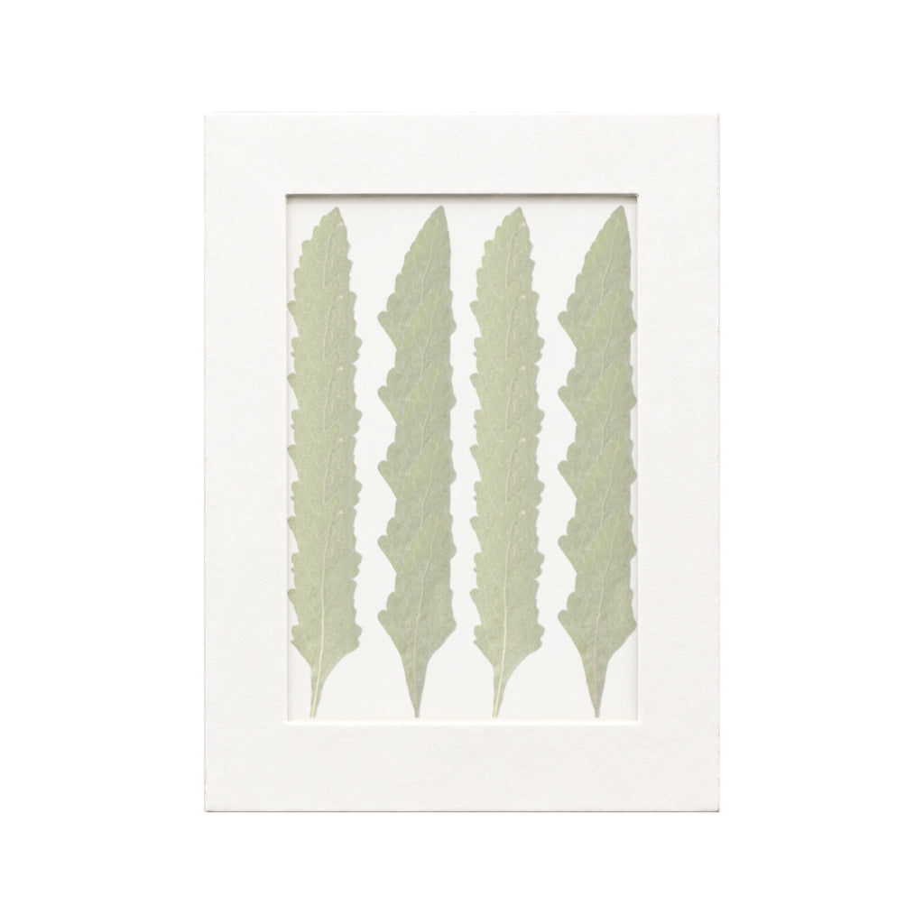 20 pressed Verbena Leaves pieces beneath translucent tracing paper