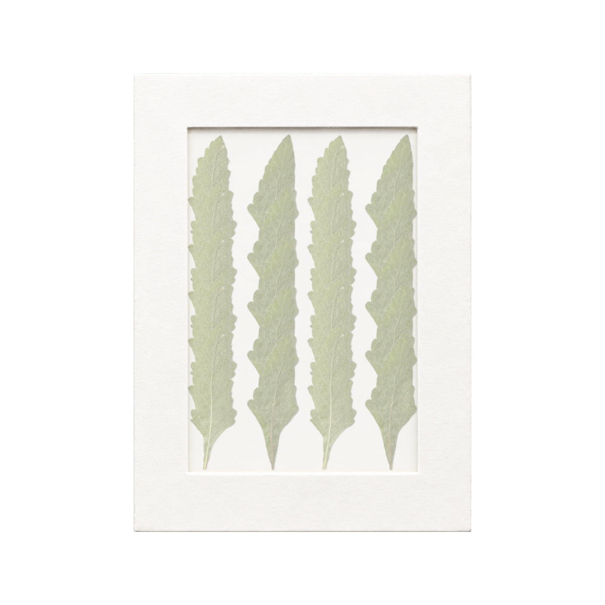 20 pressed Verbena Leaves pieces beneath translucent tracing paper