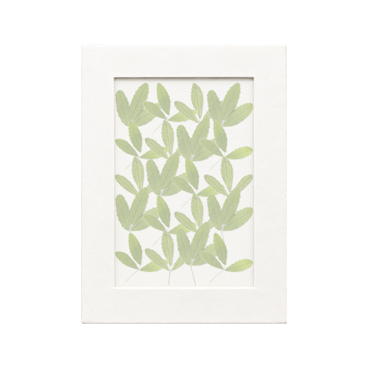 20 pressed Sweet Clover Leaves pieces beneath translucent tracing paper