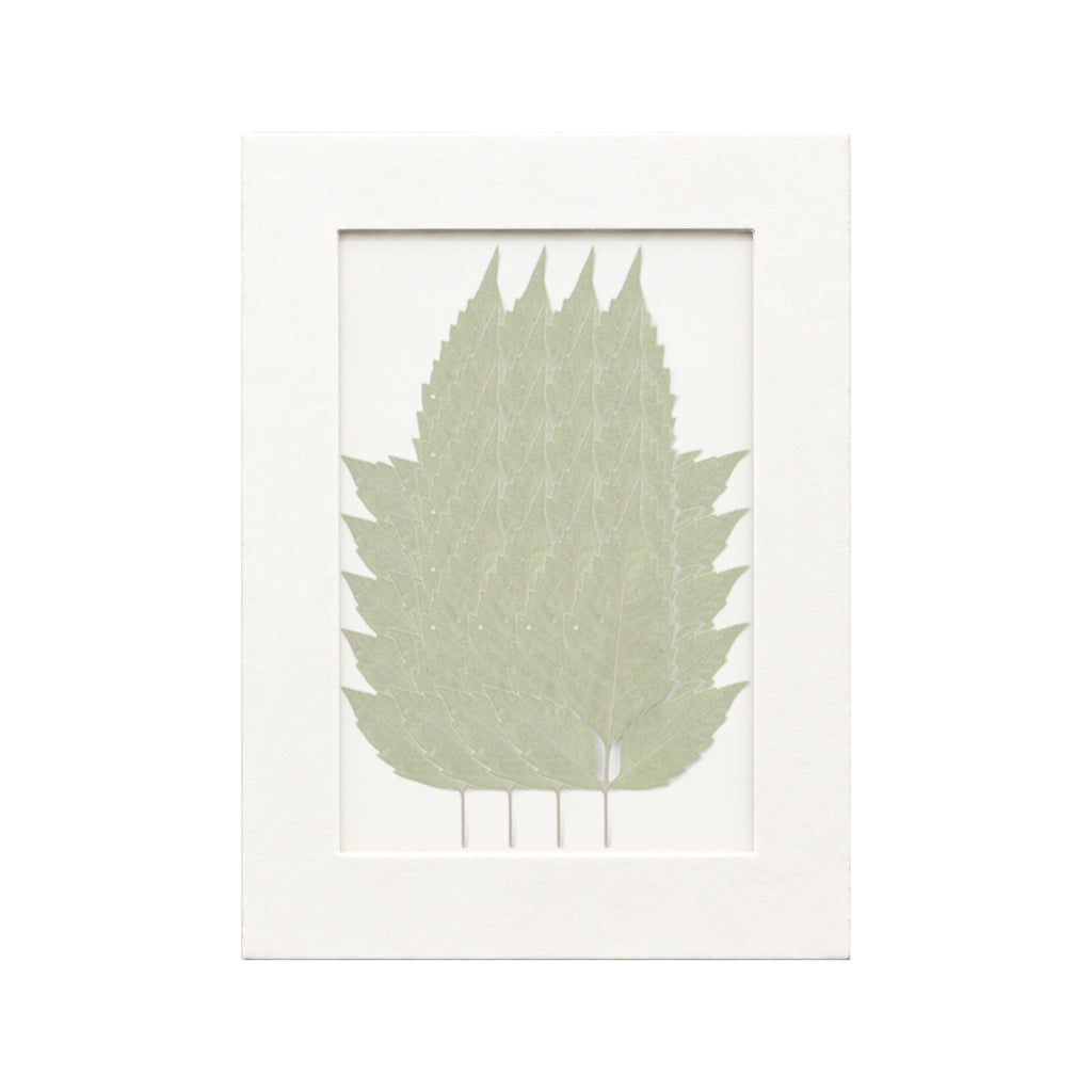 20 pressed Beggarticks Leaves pieces beneath translucent tracing paper