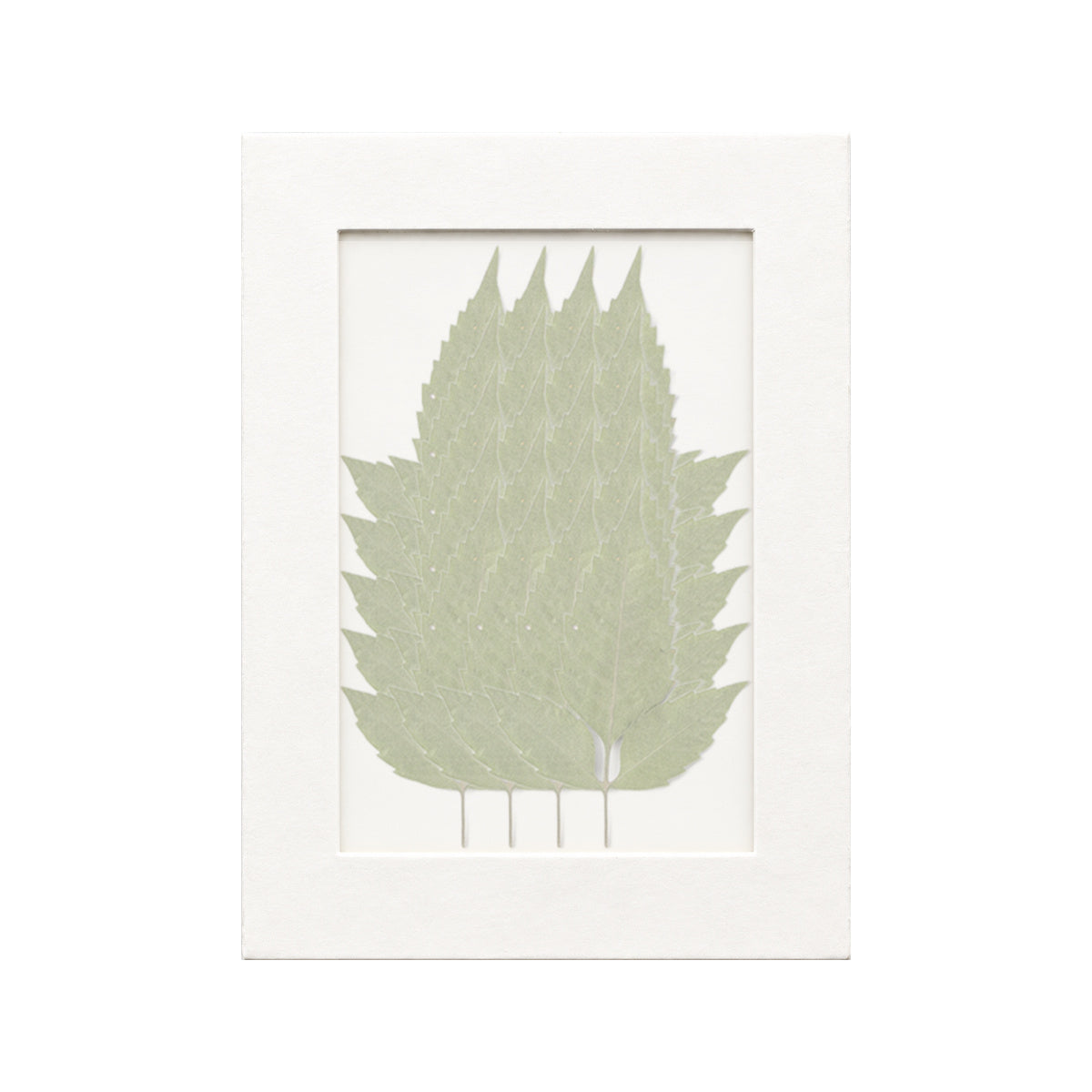 20 pressed Beggarticks Leaves pieces beneath translucent tracing paper