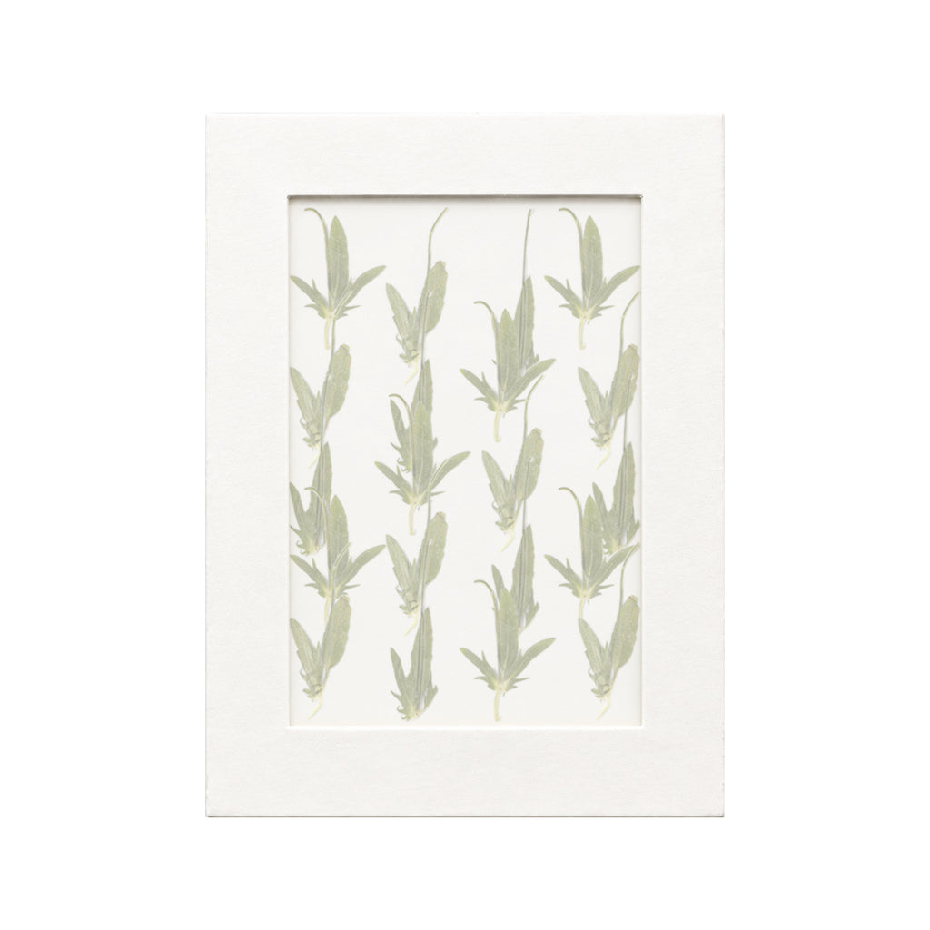 20 pressed Viola Leaves pieces beneath translucent tracing paper