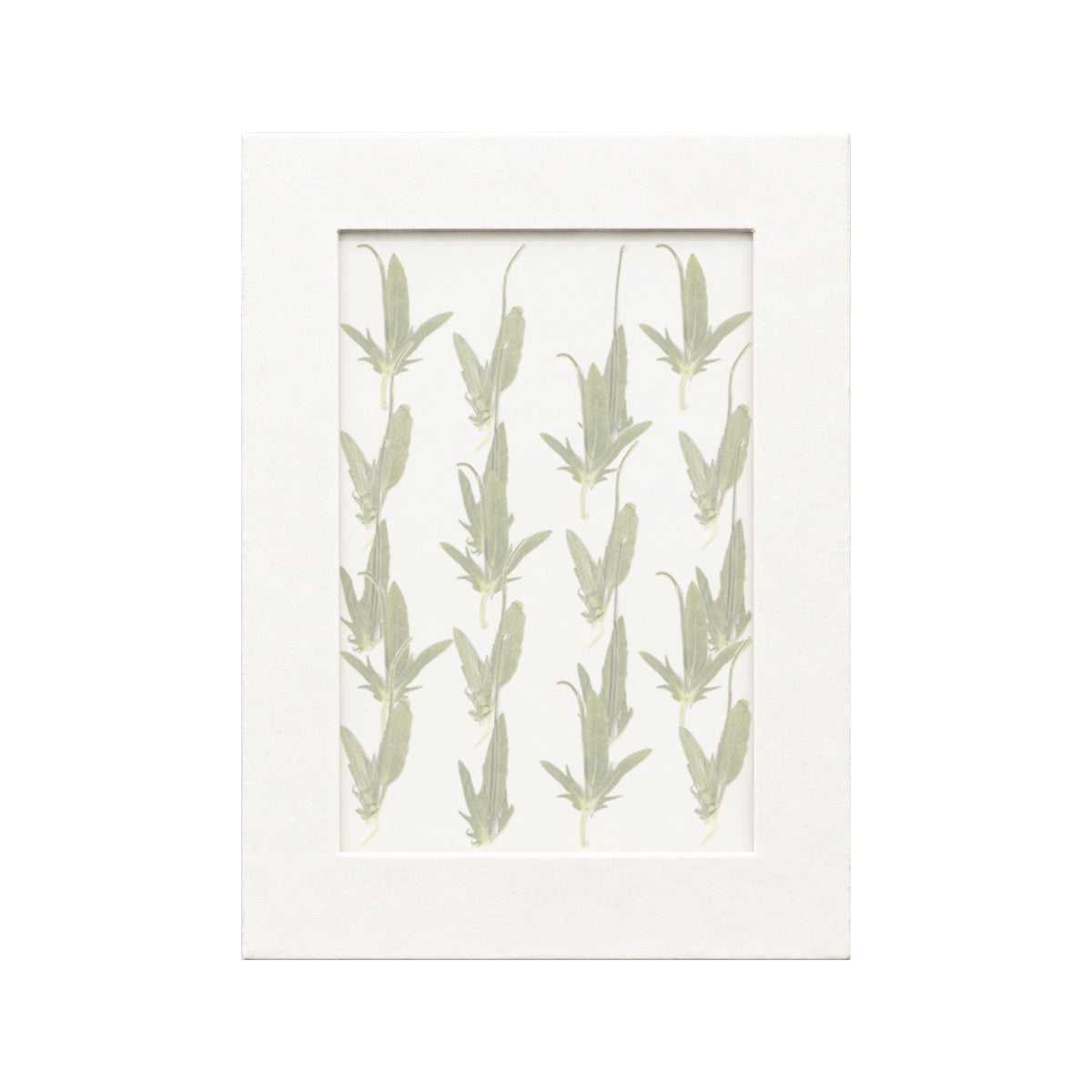 20 pressed Viola Leaves pieces beneath translucent tracing paper
