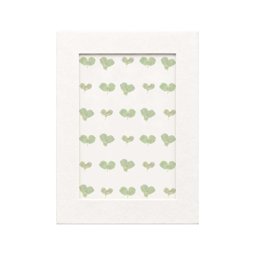 30 pressed Euphorbia Leaves pieces beneath translucent tracing paper