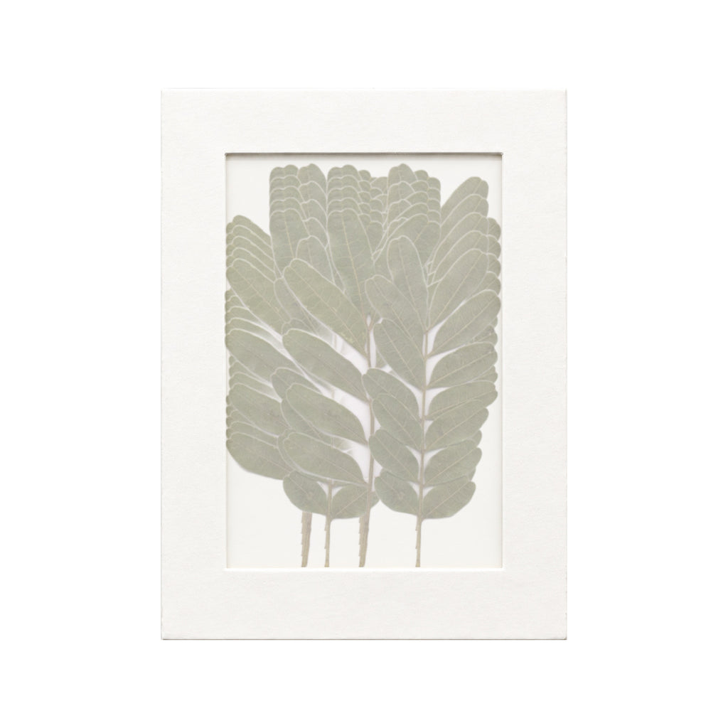 20 pressed Pistache pieces beneath translucent tracing paper