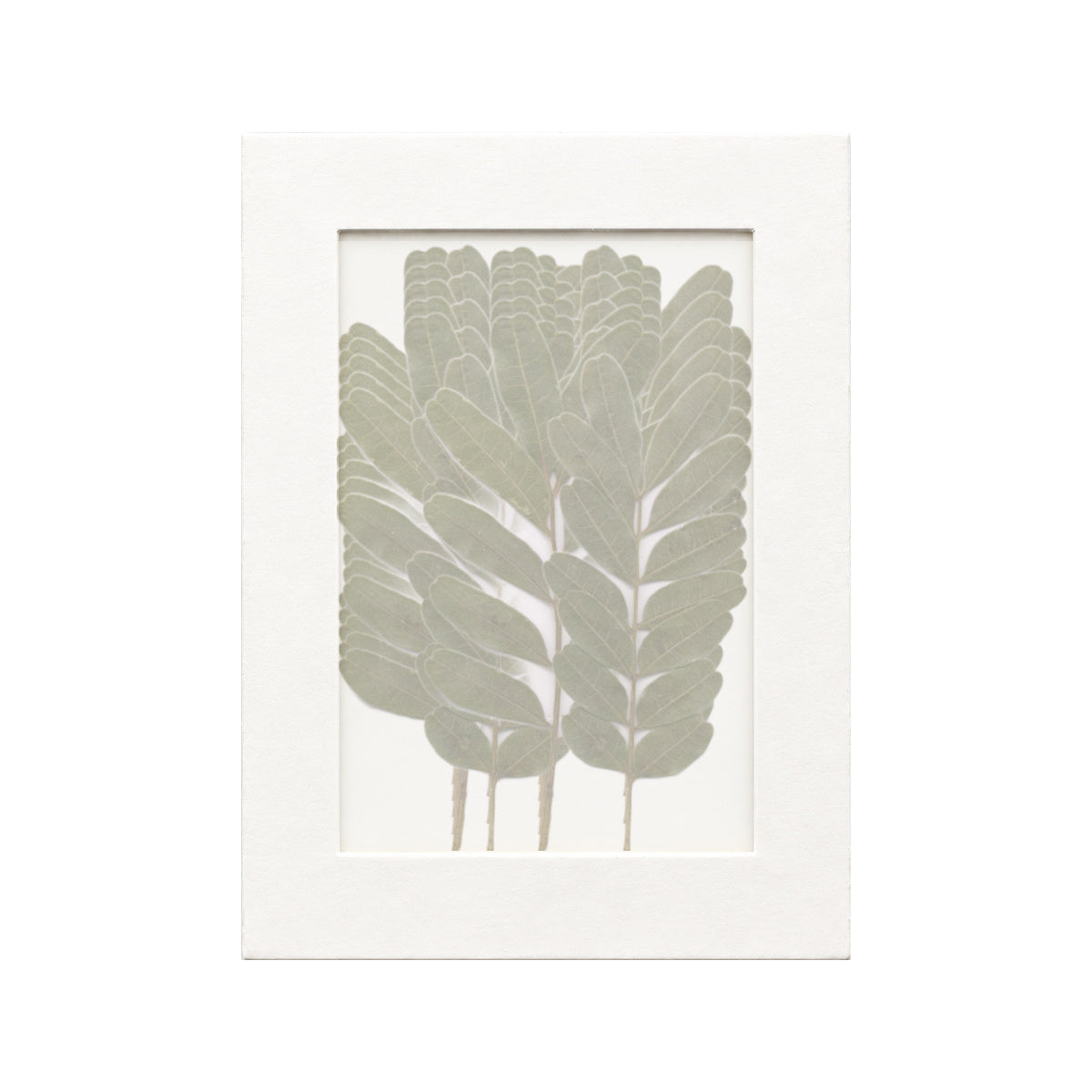 20 pressed Pistache pieces beneath translucent tracing paper
