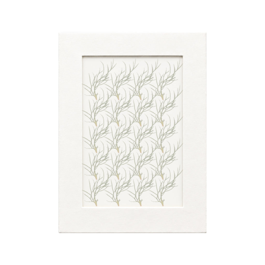 20 pressed Nigella Leaves pieces beneath translucent tracing paper