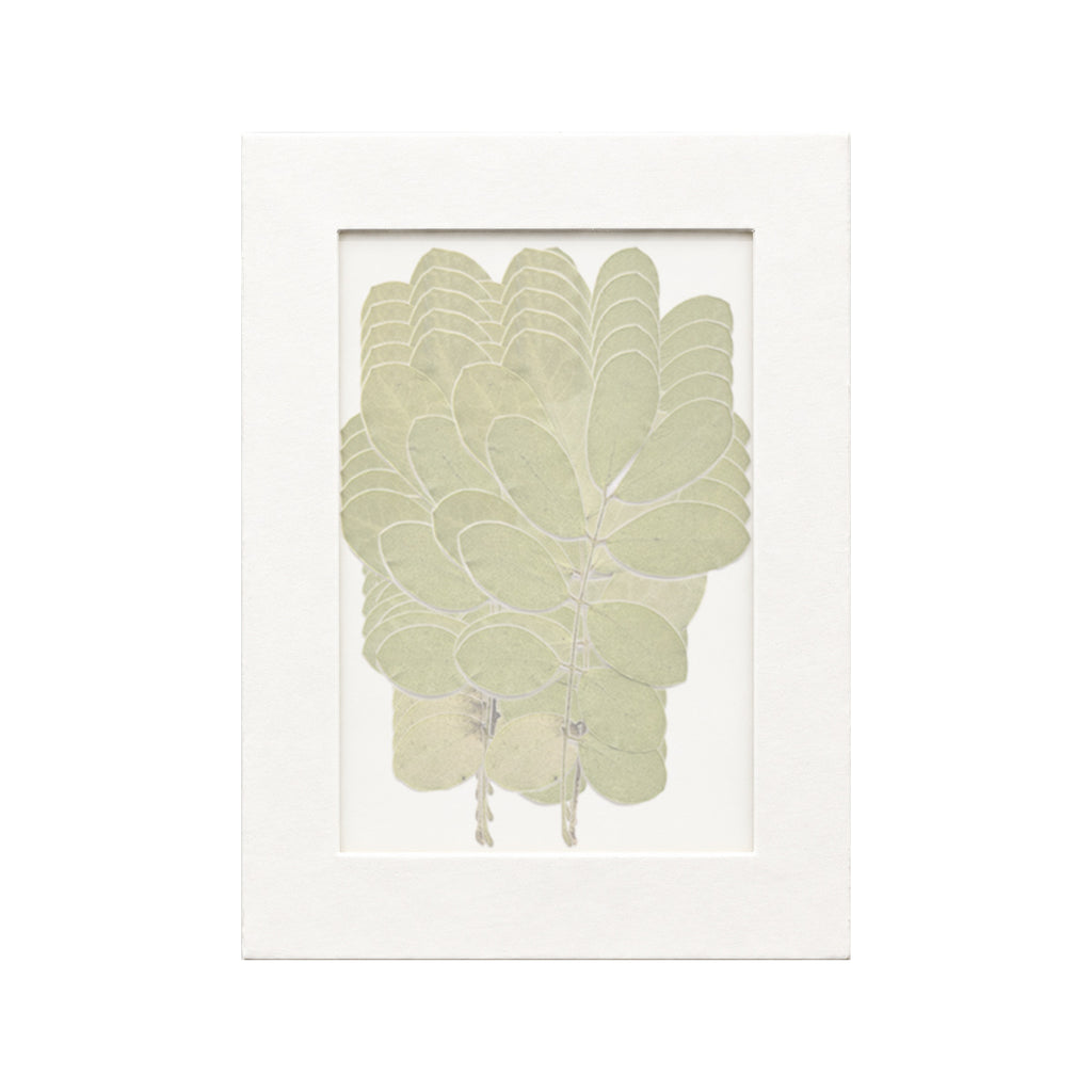 20 pressed Senna Leaves pieces beneath translucent tracing paper