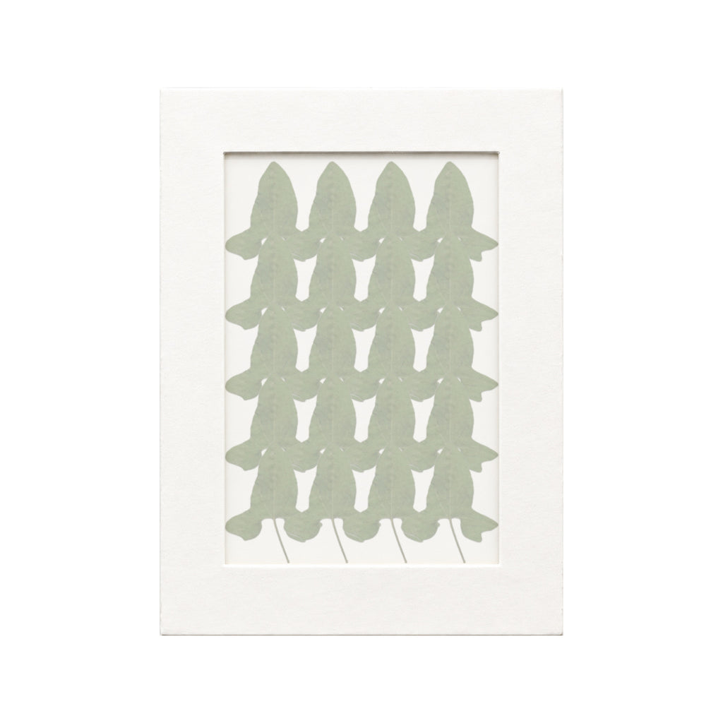 20 pressed Morning Glory Leaves pieces beneath translucent tracing paper