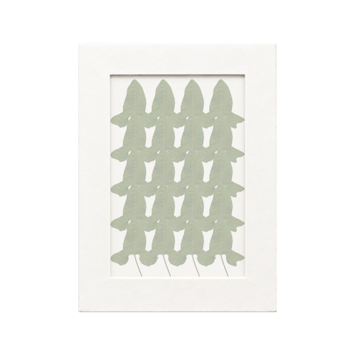 20 pressed Morning Glory Leaves pieces beneath translucent tracing paper