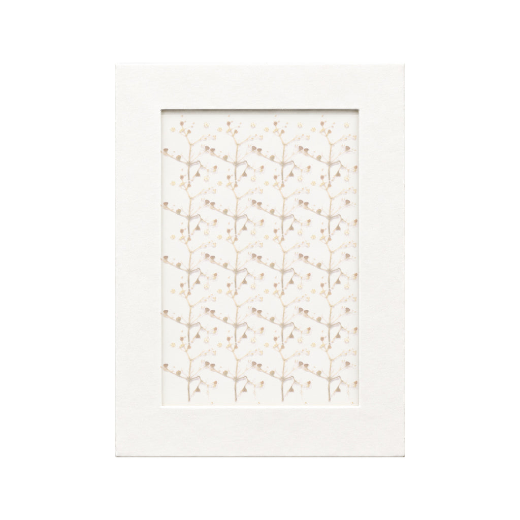 20 pressed Elder Flowers pieces beneath translucent tracing paper