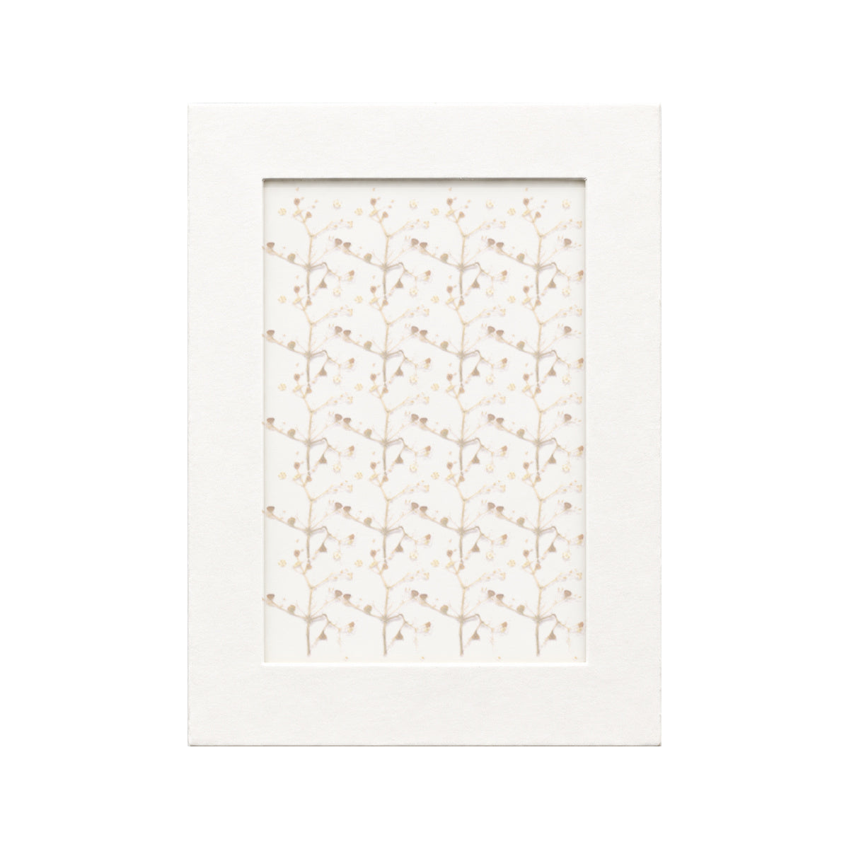 20 pressed Elder Flowers pieces beneath translucent tracing paper