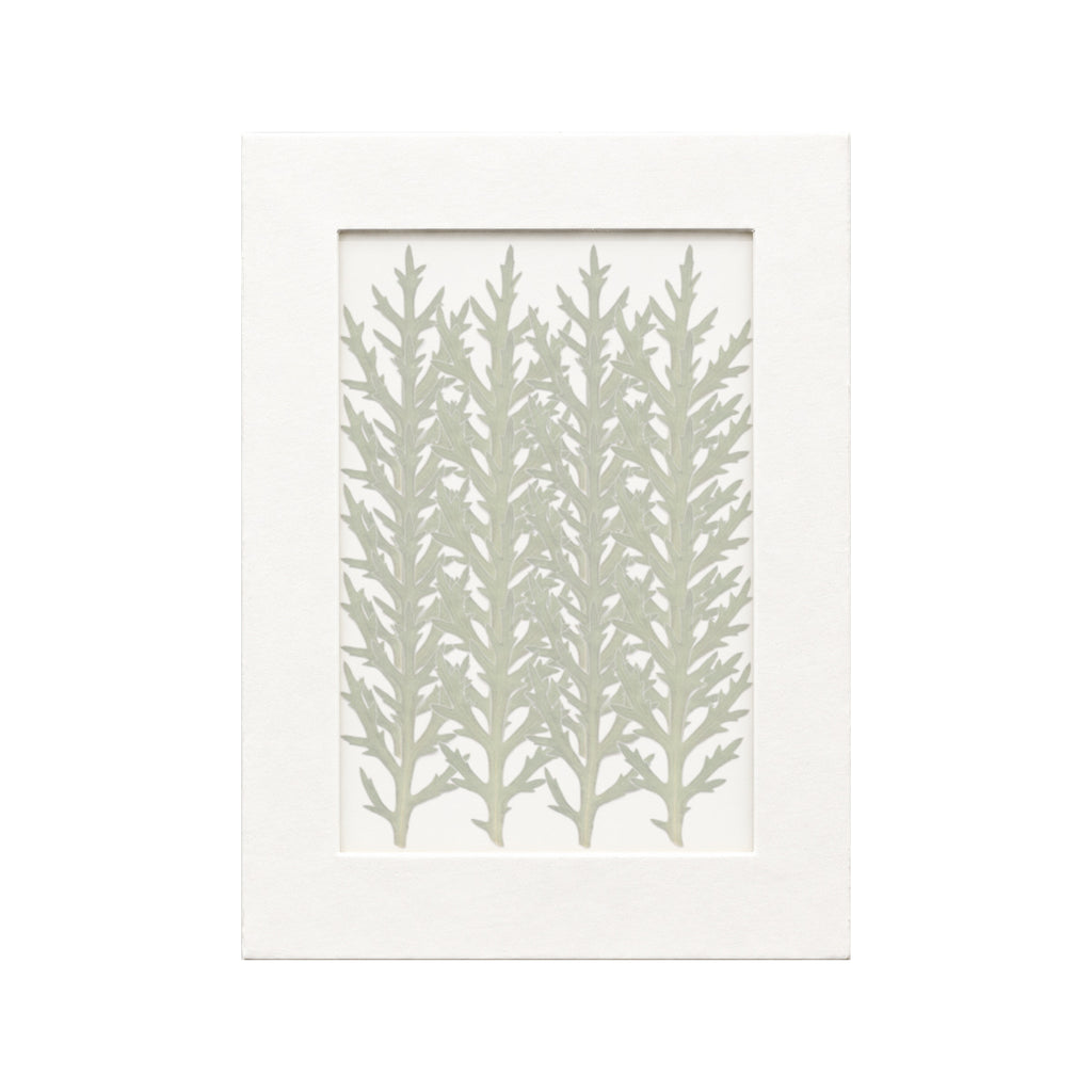 20 pressed Marguerite Daisy Leaves pieces beneath translucent tracing paper