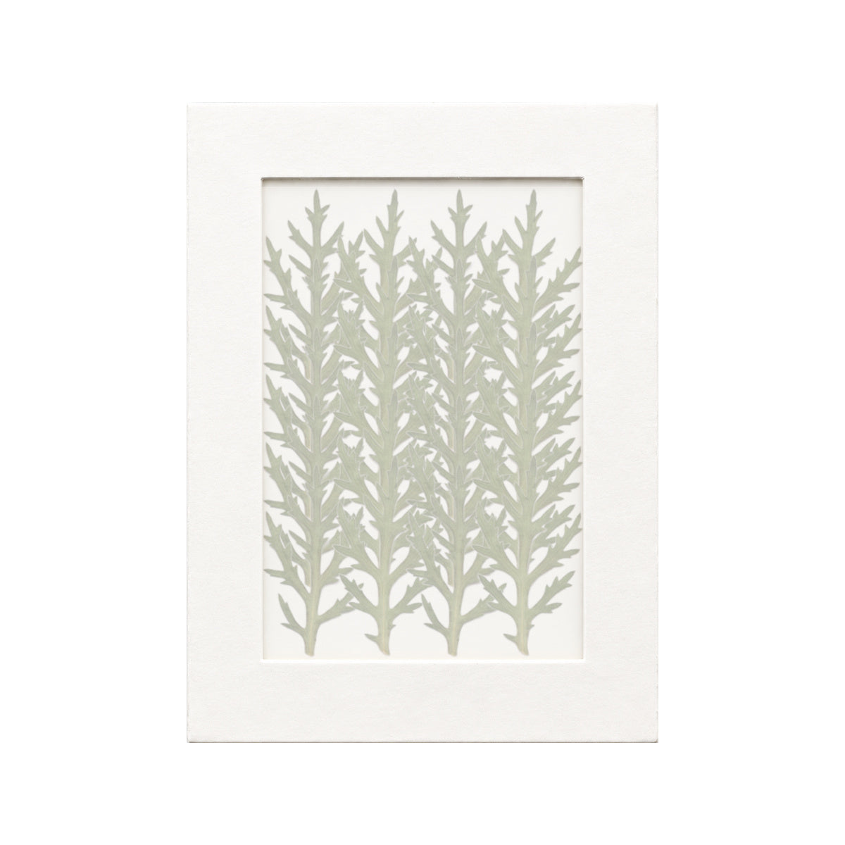 20 pressed Marguerite Daisy Leaves pieces beneath translucent tracing paper