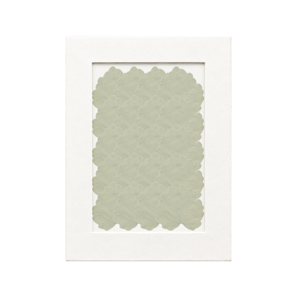 20 pressed Grape Leaves pieces beneath translucent tracing paper